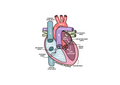 Anatomy Sticker