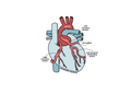 Artery Sticker