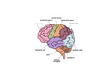 Brain Sticker