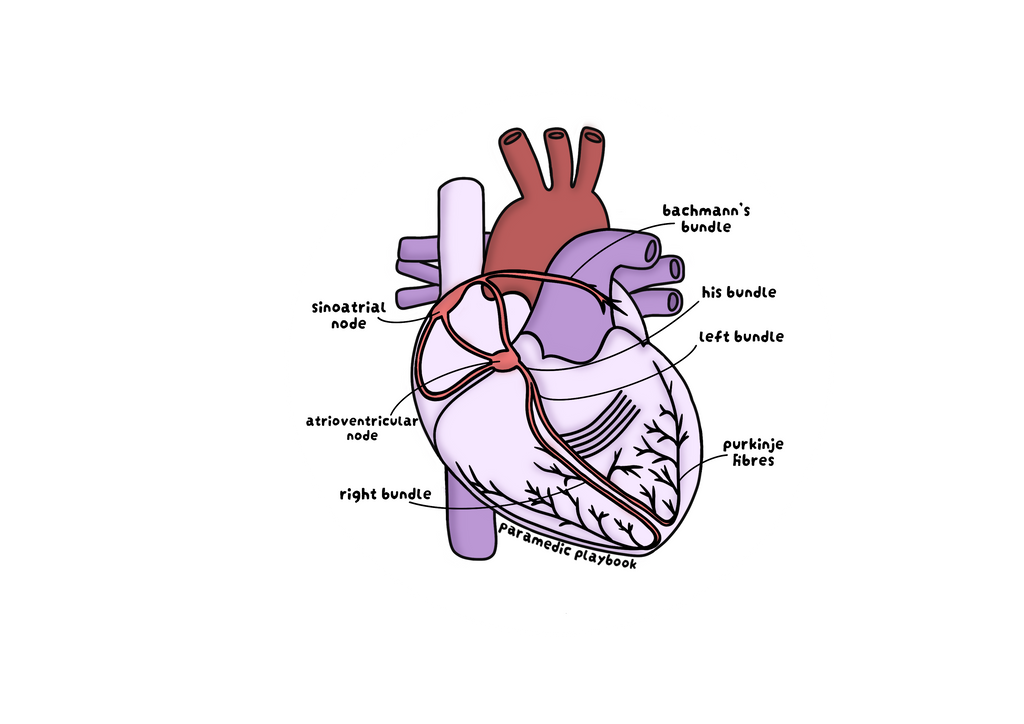 ECG BUNDLE- Physical text book/flashcards/conduction sticker