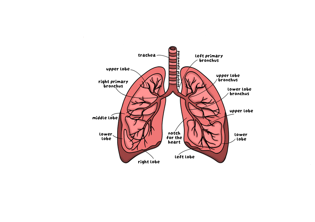 ASTHMA HARDCOPY BUNDLE (FLASHCARDS+STICKER)