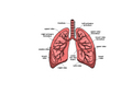 Lung Sticker