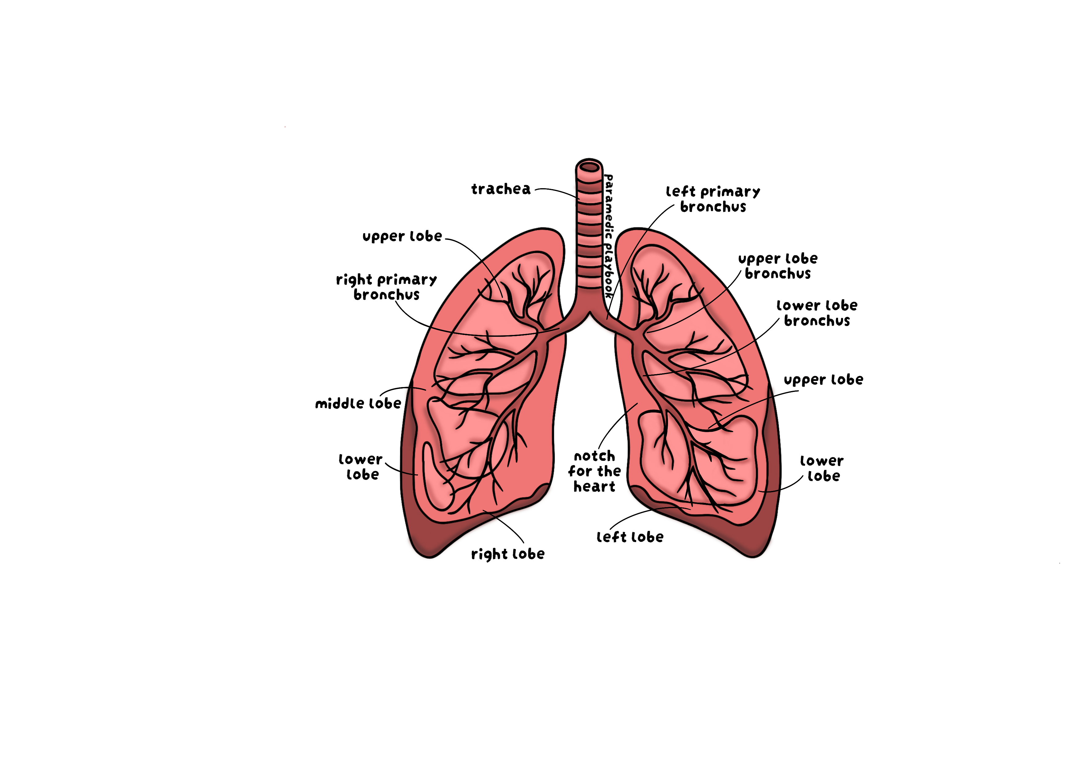 Lung Sticker